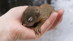 Hur man räddar en liten ekorre utan att skada den: tre livsviktiga steg